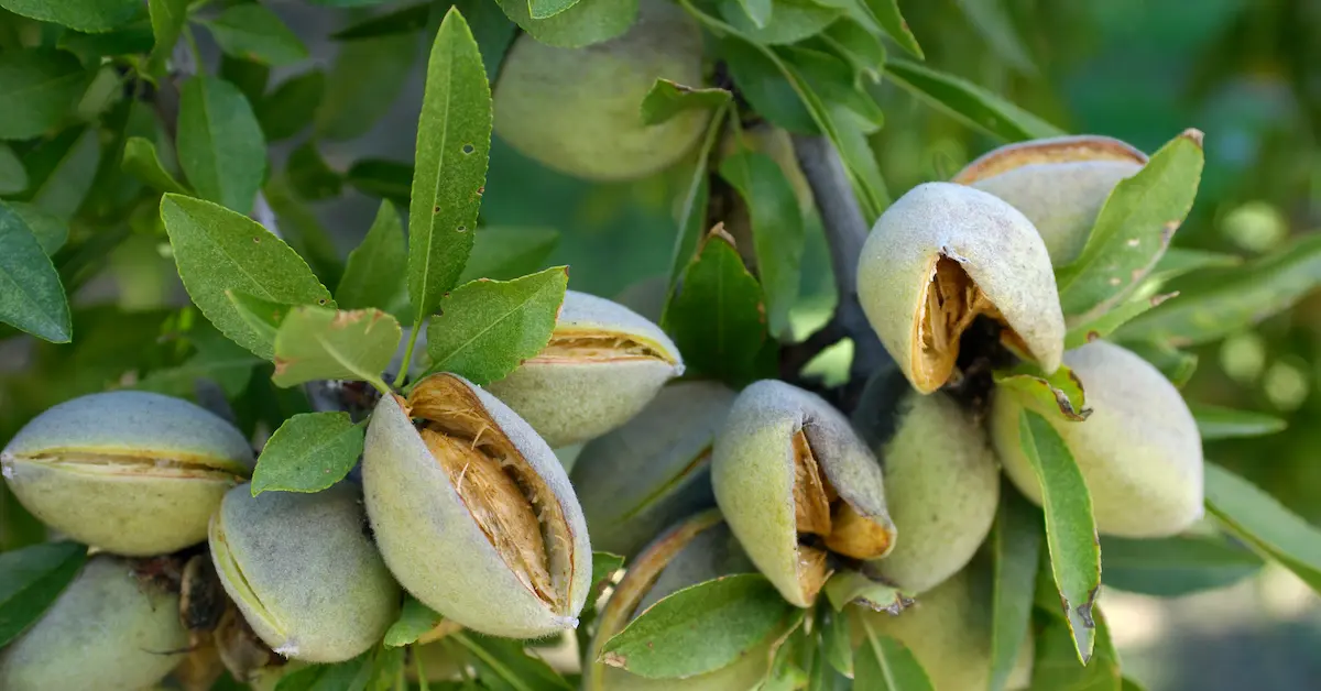 Kuinka kasvattaa pistaasipuu: kuinka usein sitä tulisi kastella ja milloin se tuottaa ensimmäiset hedelmät