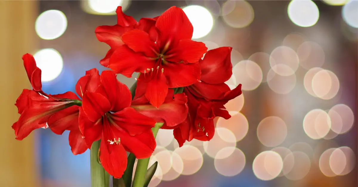 Unohda joulutähti, se on jo kulunut: 5 upeaa kasvia vaikuttavaan joulukoristeluun