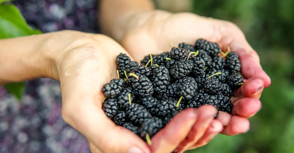 Se ei ole vadelma eikä karhunvatukka. Tätä marjaa löytyy puutarhoista ja puistoista. Todellinen herkku, joka on hyväksi sydämelle.