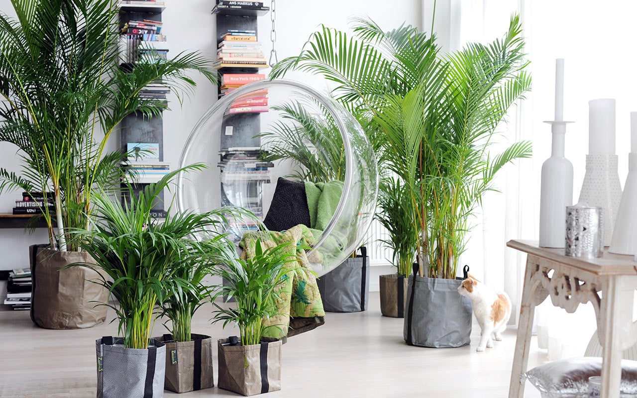 ”Niiden valta kostean ilman yli hämmästytti minua”: nämä huonekasvit kasvavat jopa talven ajan suljetuissa huoneistoissa.