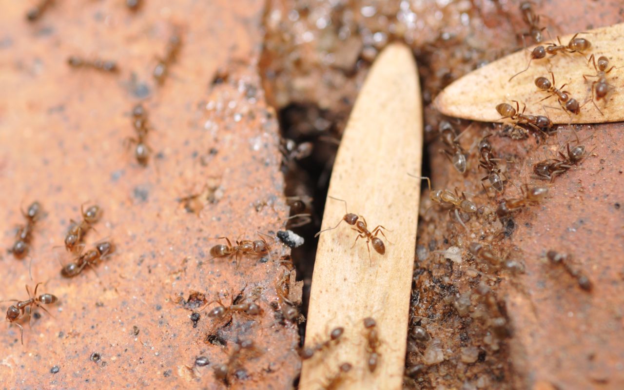 Mitä tehdä, jos taloon on tullut muurahaisia? Asiantuntijat antavat kolme vinkkiä muurahaisten hävittämiseen, ja tämä yleinen keino on todella tehokas.