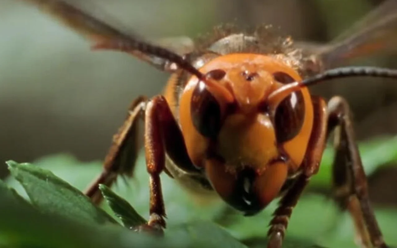 ”Paras lyhytaikainen ratkaisu” aasialaista ampiaista vastaan: kuningattarien pyydystys puutarhoissa