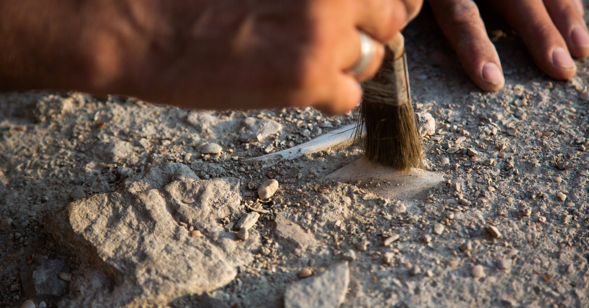 He aikoivat rakentaa sosiaalista asuntokantaa Ibizan keskustaan ja löysivät puisen Herakles-veistoksen, joka oli ollut veden alla 1700 vuotta.