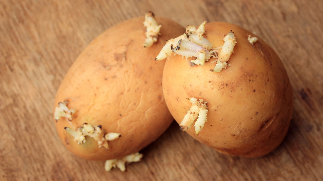 Perunat pysyvät tuoreina eivätkä itää 12 viikon ajan, jos ne säilytetään yhdessä yksinkertaisessa paikassa.