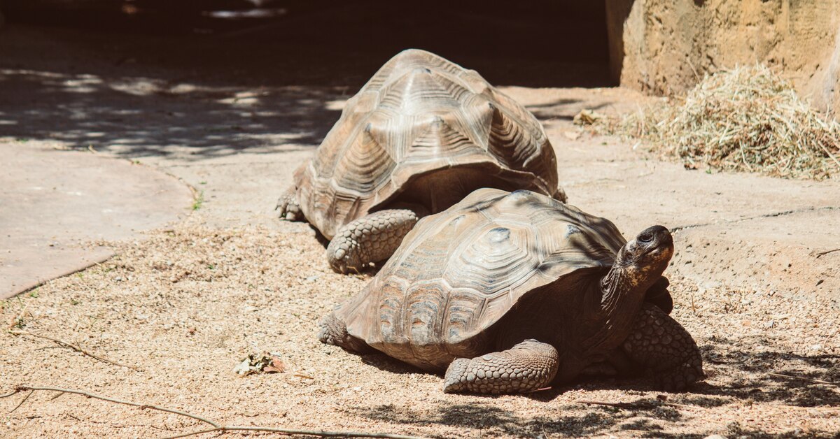 Hyvästi, vuosisatojen legenda: Gramma, San Diegon eläintarhan galapagoskilpikonna, kuoli 141-vuotiaana.