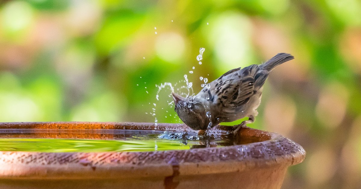 Nerokkaita vinkkejä täydelliseen lintujen juottopaikkaan