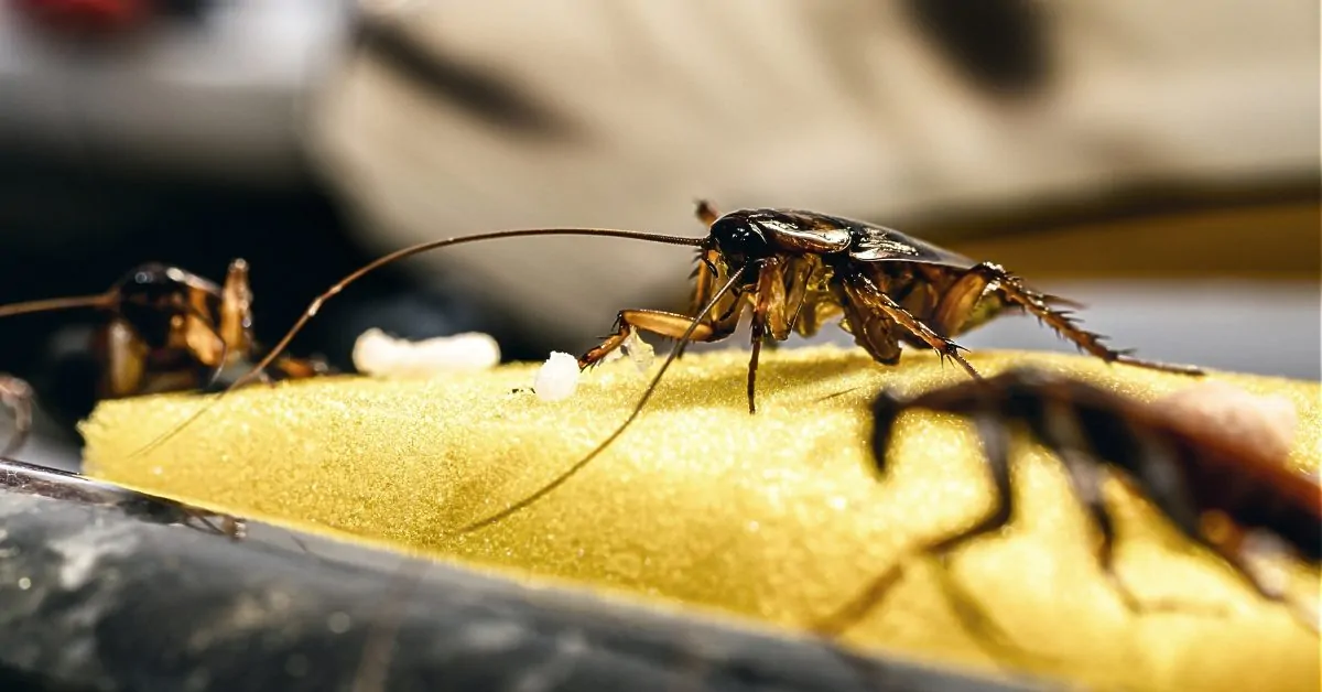 Sipulin ja ruokasoodan sekoittaminen: miksi se on suositeltavaa ja mitä hyötyä siitä on