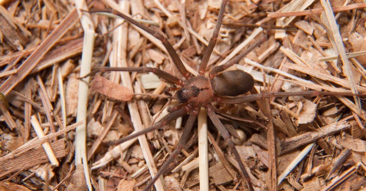 Kaksi helppoa tapaa karkottaa erakko-hämähäkit kodistasi
