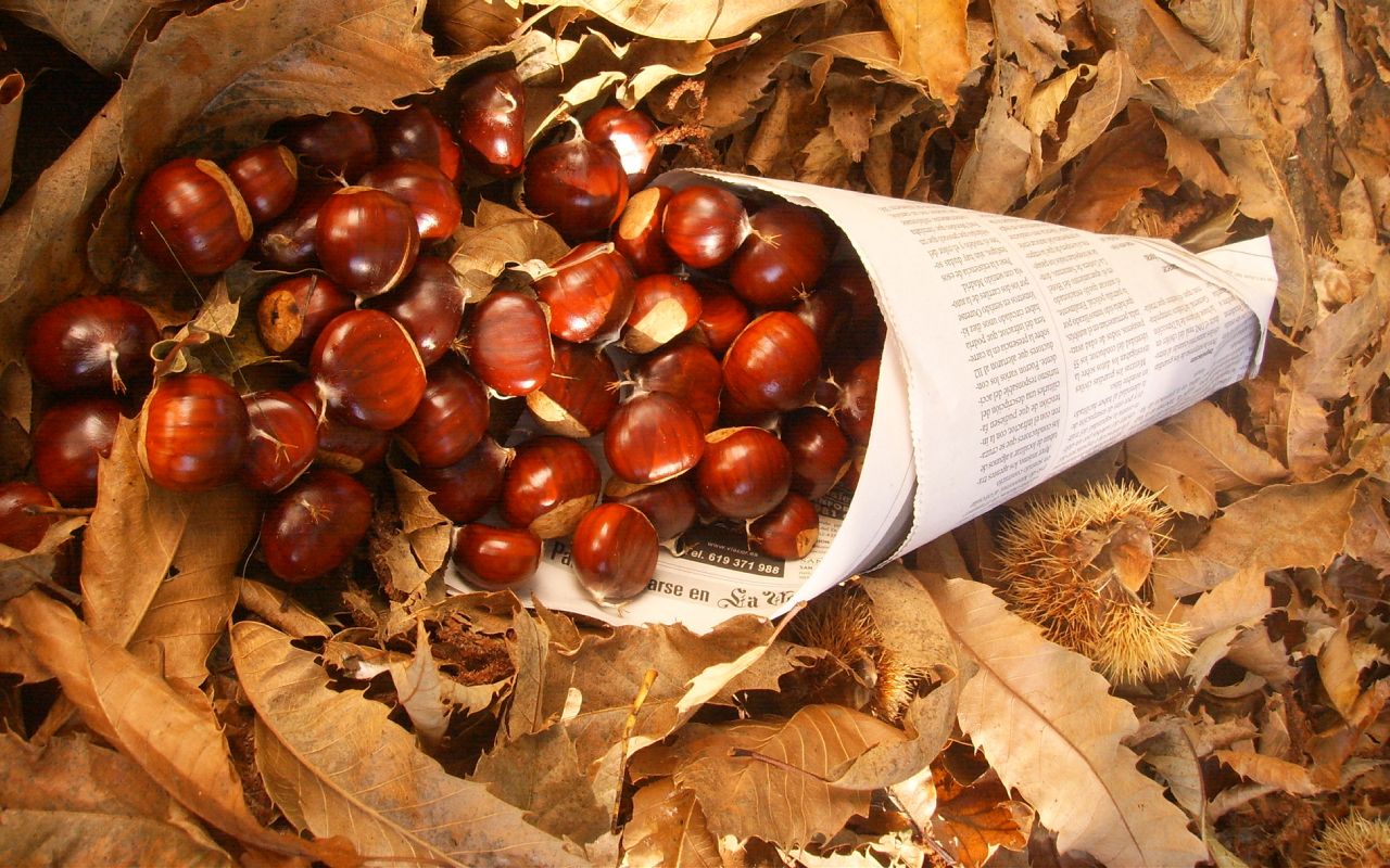 Tämä pieni hedelmä, joka on pudonnut puiden alle, karkottaa koko talven ajan koit vaatekaapeista.