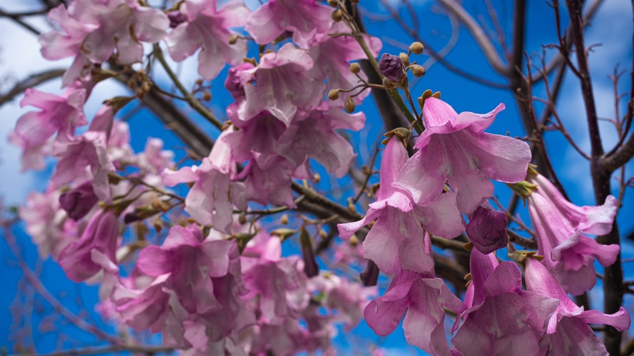 Onko pavlovnia todella niin ”maaginen” kuin siitä sanotaan?
