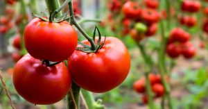Maatalouden sensaatio: suomalaiset tutkijat ovat kehittäneet suihkeen, joka tekee tomaateista kuivuutta kestävämpiä.