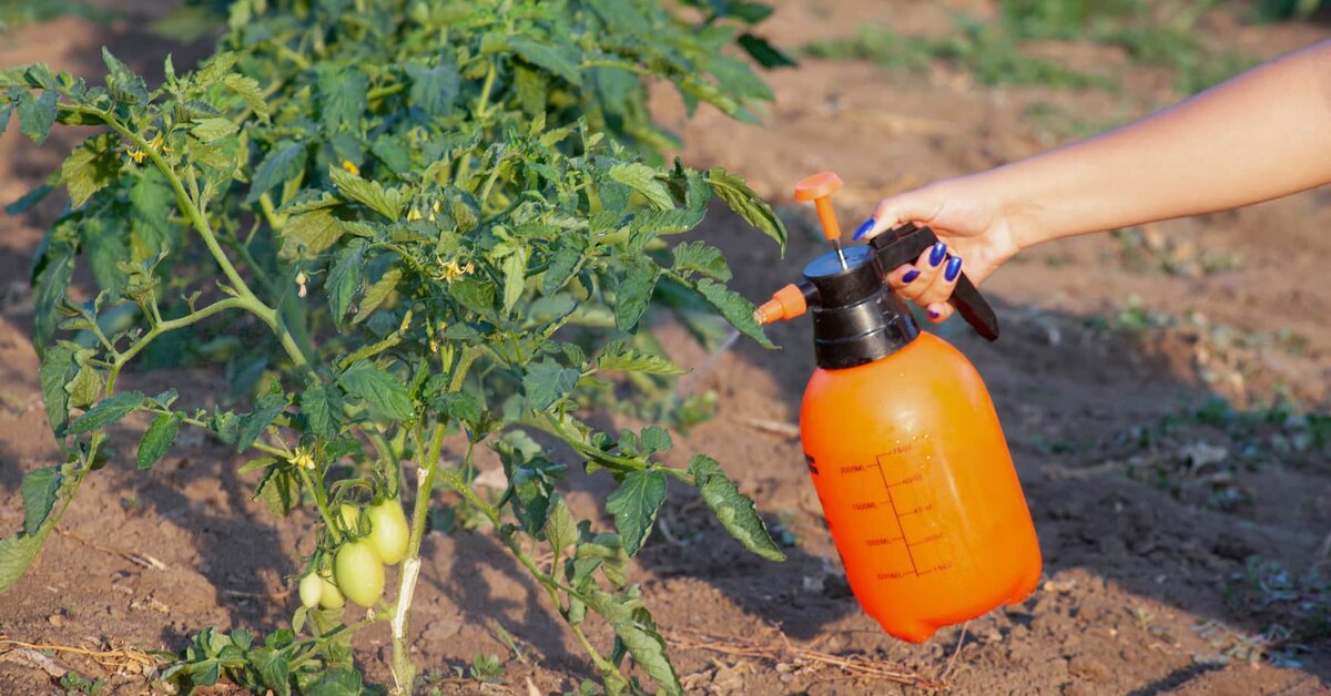 Maatalouden sensaatio: suomalaiset tutkijat ovat kehittäneet suihkeen, joka tekee tomaateista kuivuutta kestävämpiä.
