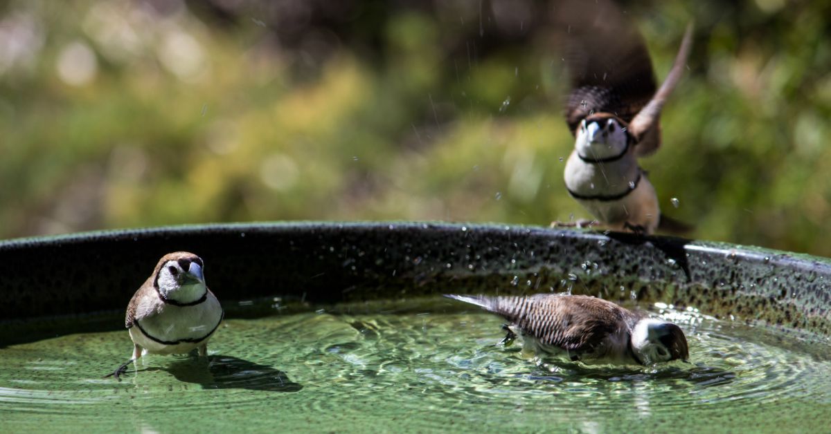 Nerokkaita vinkkejä täydelliseen lintujen juottopaikkaan