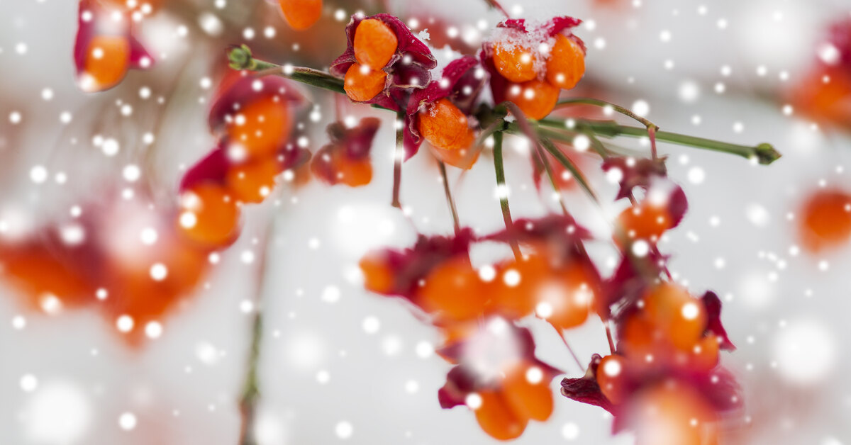 Ei enää perinteisiä linnunruokintalaatikoita: tämä yksinkertainen vaihtoehto auttaa ruokkimaan lintuja vaarantamatta niiden terveyttä.