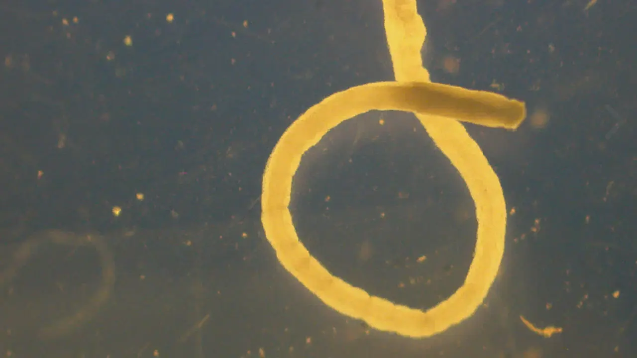 Tämä outo olento syvyyksistä muuttaa myrkyn elinympäristössään kirkkaan keltaiseksi panssariksi.