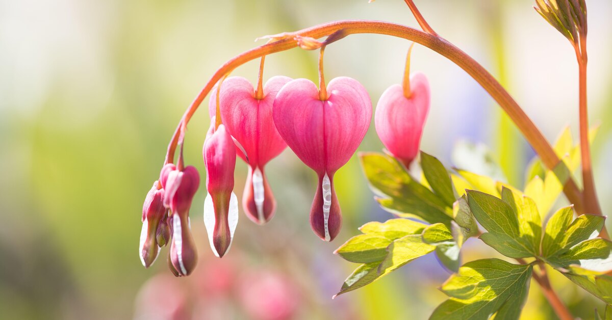 Nämä kukat säilyvät puutarhassa pisimpään ja tekevät siitä kauniin syksyyn asti.