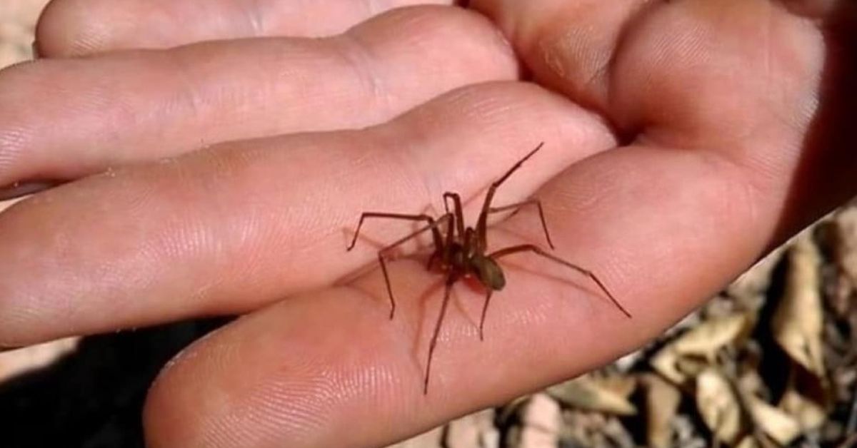 Kaksi helppoa tapaa karkottaa erakko-hämähäkit kodistasi