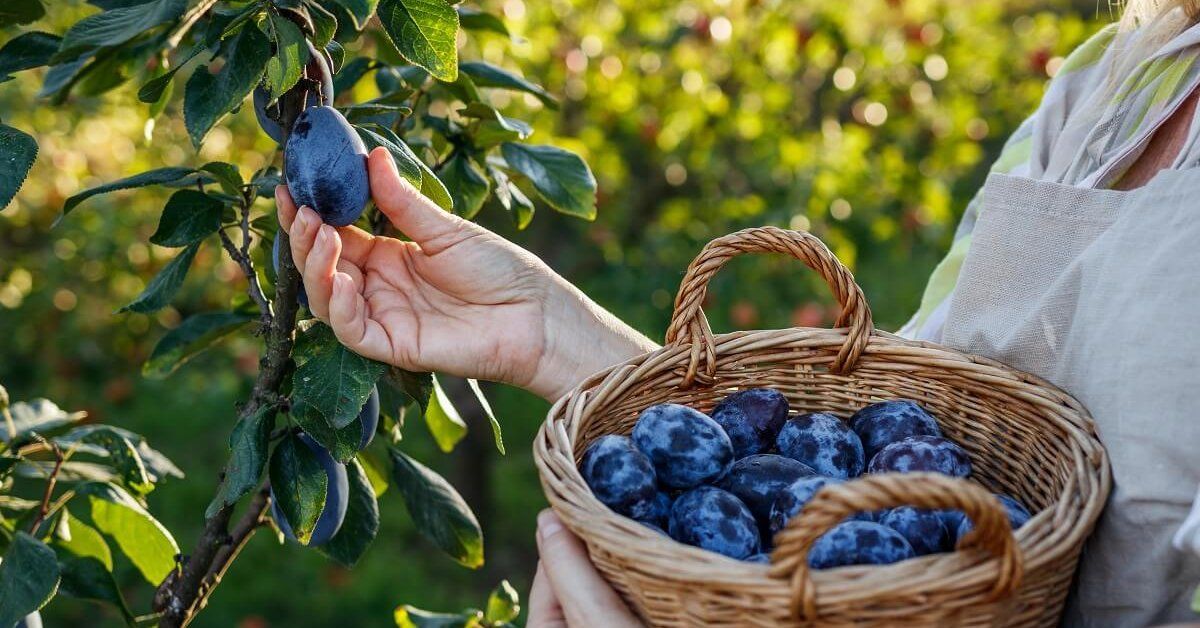 Onko vuokranantajallani oikeus mennä puutarhaani poimimaan hedelmiä puista?
