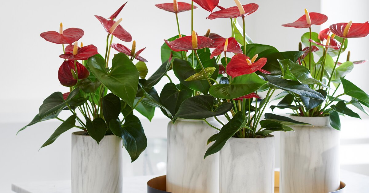 Nämä kukat säilyvät puutarhassa pisimpään ja tekevät siitä kauniin syksyyn asti.