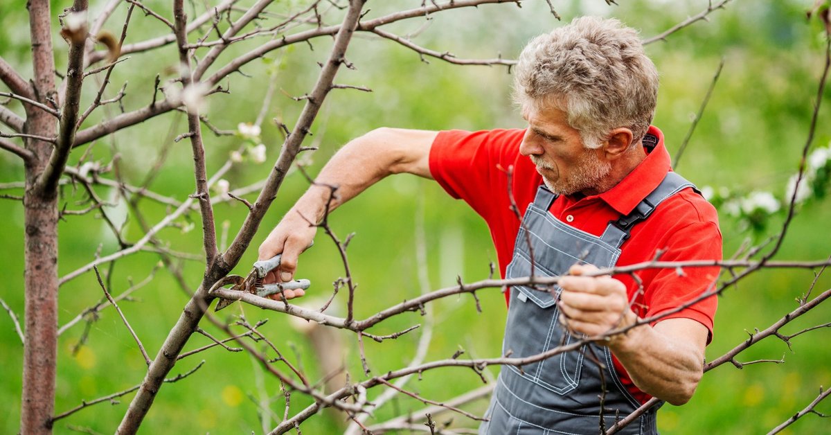 Tämä asiantuntijoiden lähestymistapa mahdollistaa vanhojen omenapuiden elvyttämisen ja sadonkorjuun jatkamisen, kun kaikki näyttää olevan menetetty.