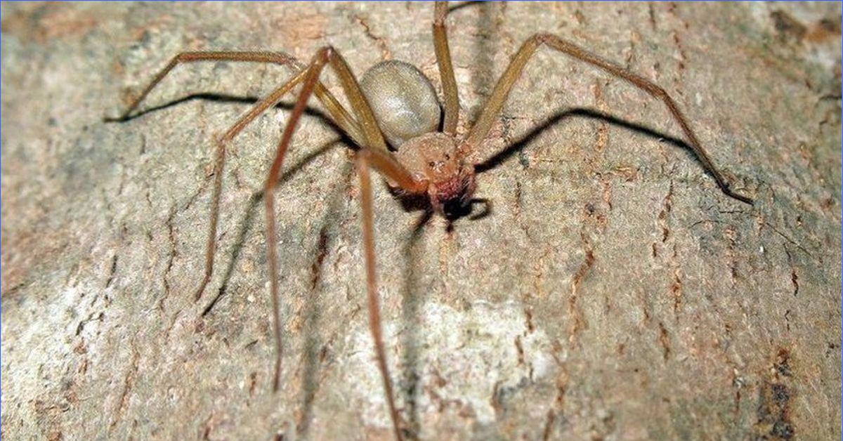 Kaksi helppoa tapaa karkottaa erakko-hämähäkit kodistasi