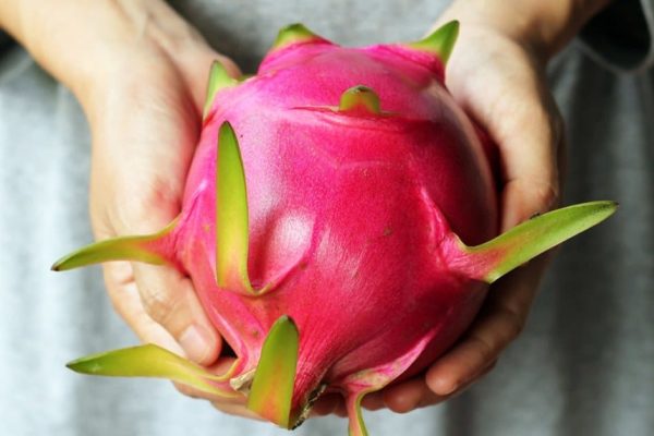 pitahayan