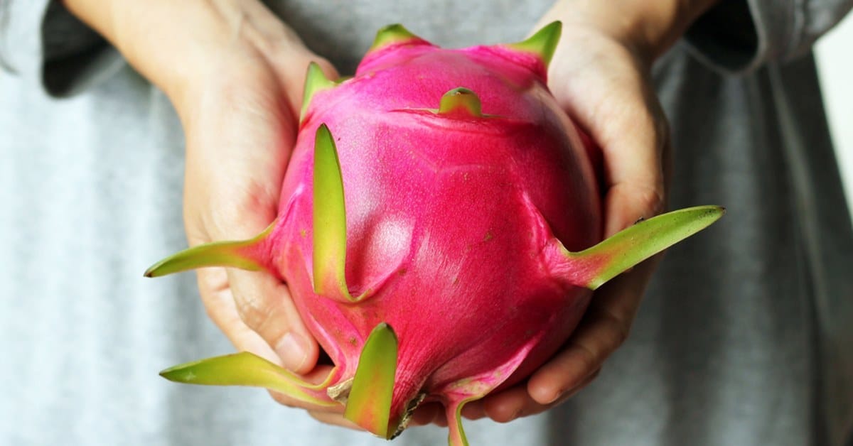 pitahayan