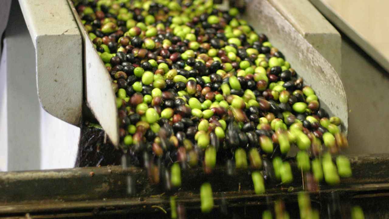 Tämä maa on muuttamassa maailmanlaajuista oliivintuotantoa: siellä on kehitetty lajike, joka ei vaadi kastelua ja tuottaa erittäin runsaan sadon oliiveja ja öljyä.