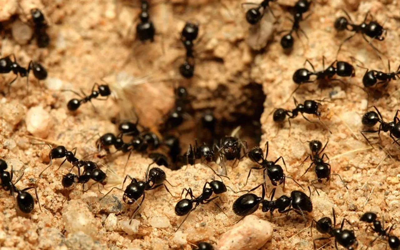 Mitä tehdä, jos taloon on tullut muurahaisia? Asiantuntijat antavat kolme vinkkiä muurahaisten hävittämiseen, ja tämä yleinen keino on todella tehokas.