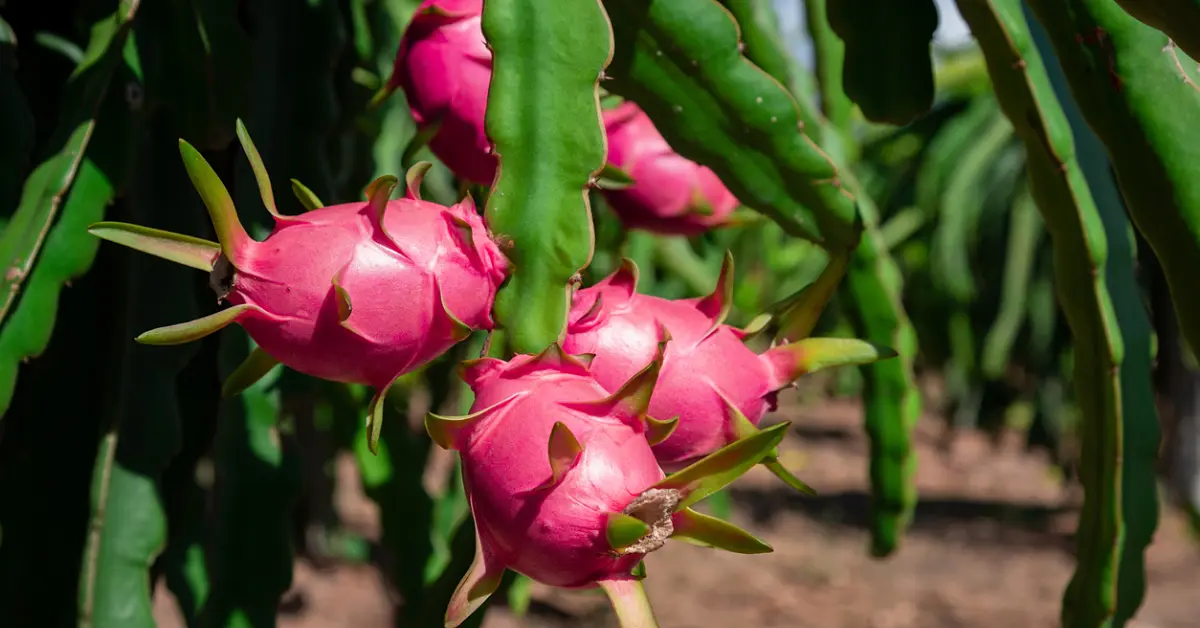 6 pitahayan etua: miksi pidät siitä