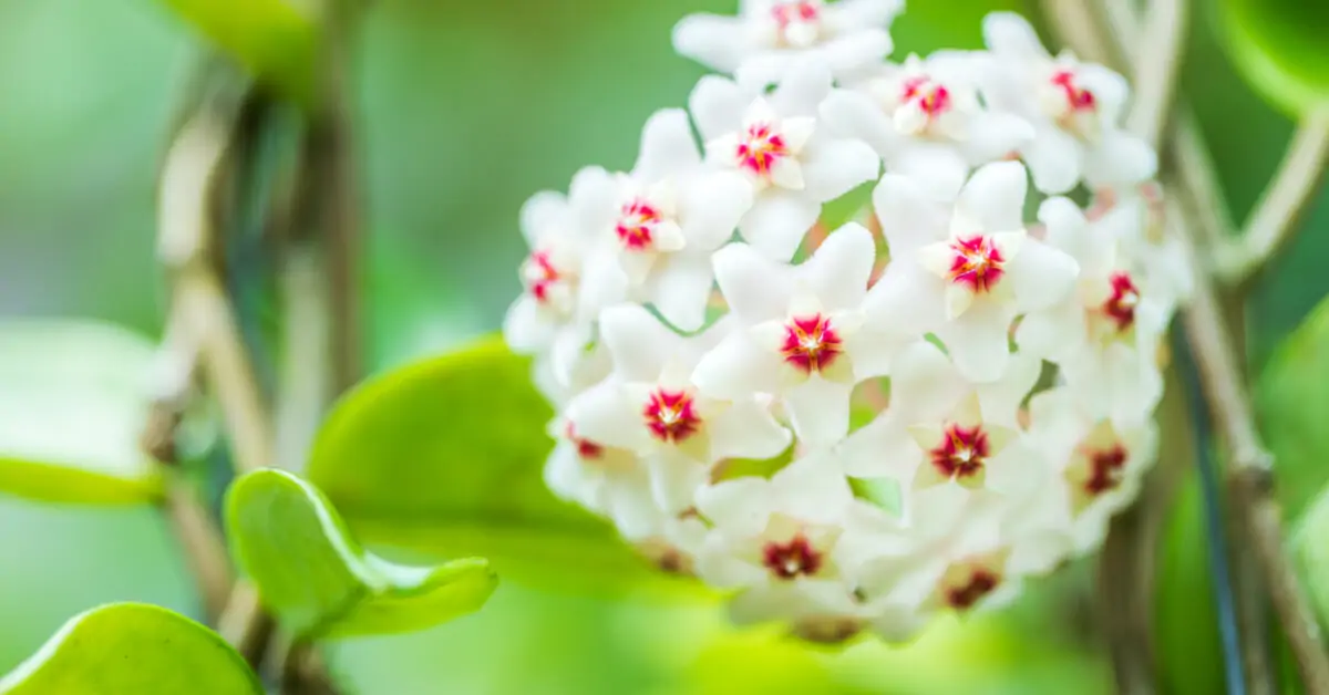 Harvat tietävät: huonekasvi, joka tuo väriä mihin tahansa huoneeseen ja täyttää koko talosi tuoksulla.