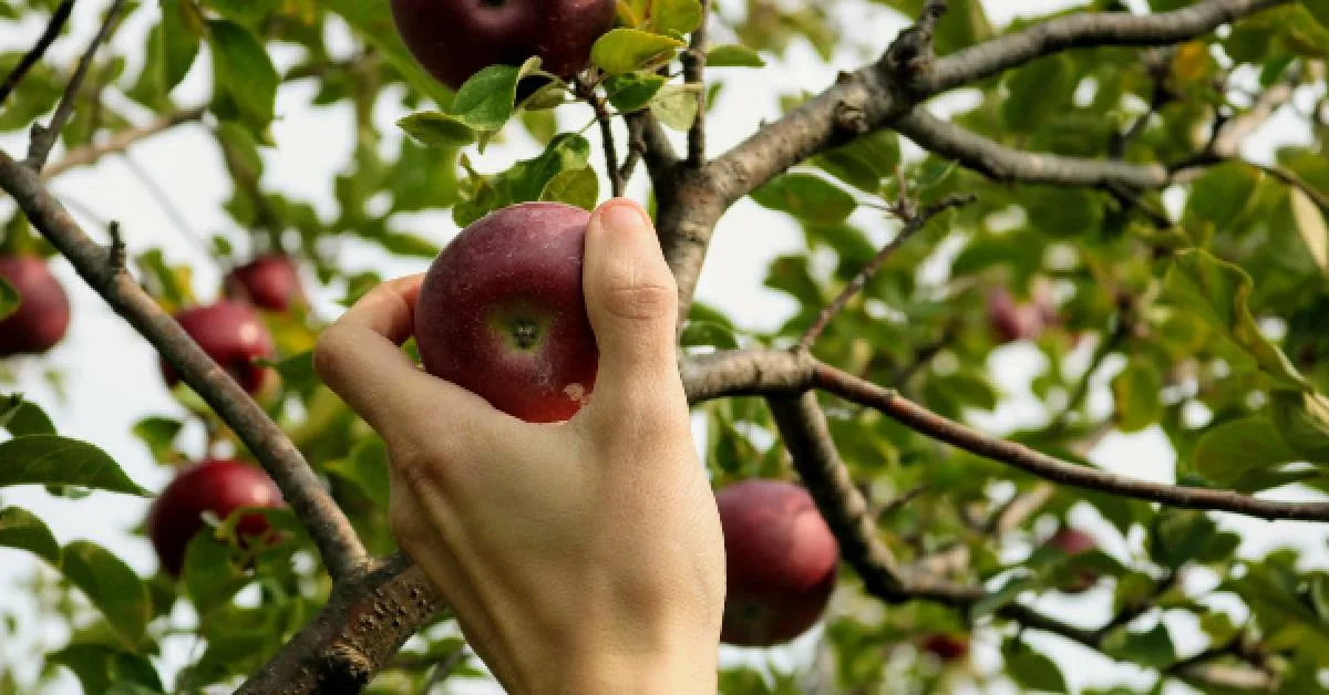 Onko vuokranantajallani oikeus mennä puutarhaani poimimaan hedelmiä puista?