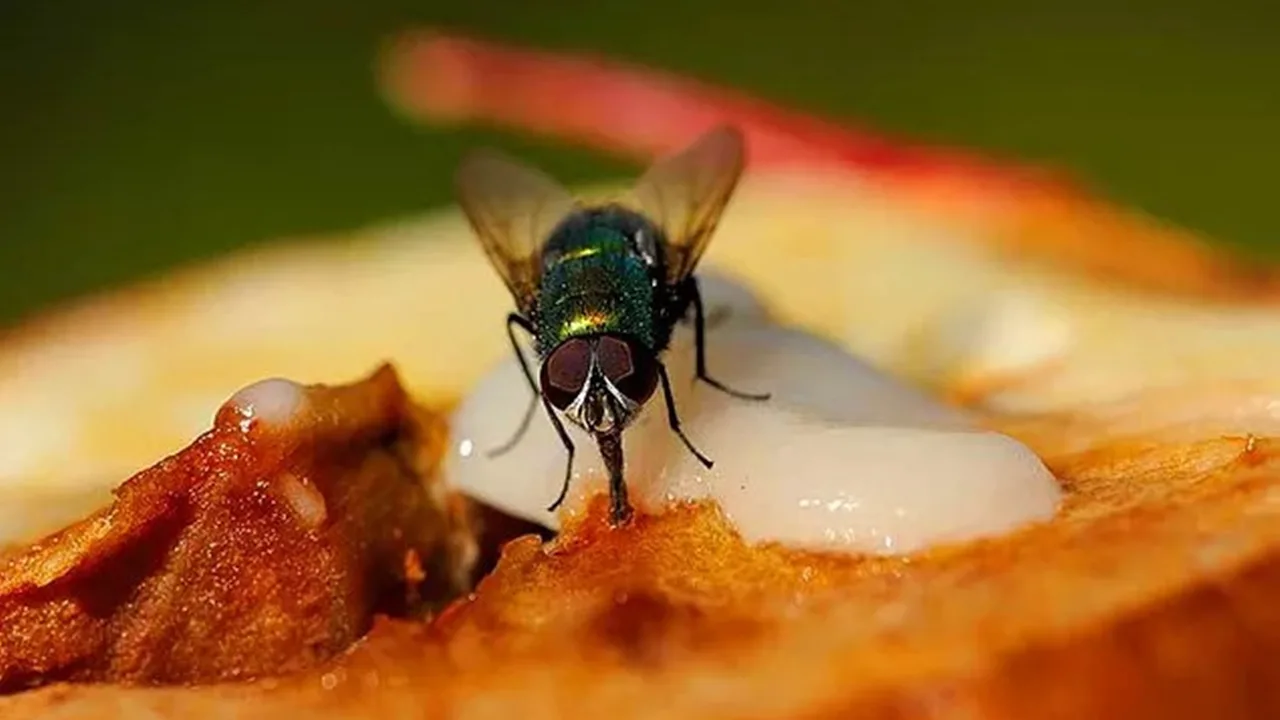 Mikrobiologi kertoo riskeistä, joita syntyy, kun annamme kärpästen tehdä työtään ruoassamme.