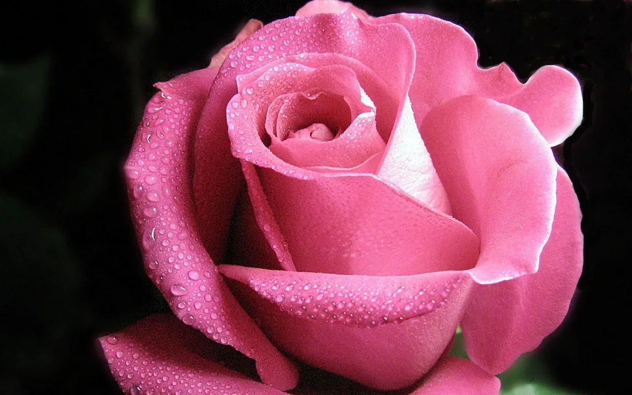 Kuinka valmistaa kotitekoista hajuvettä, jotta vaatteesi tuoksuvat puhtaudelta