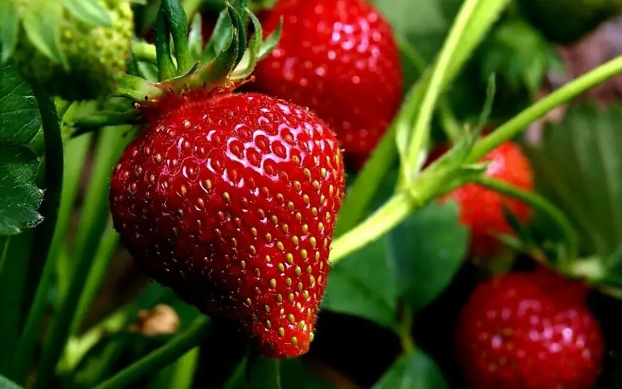 Onko mansikoiden multaaaminen todella tarpeen? Mitä ammattilaiset tekevät toisin... ja miksi