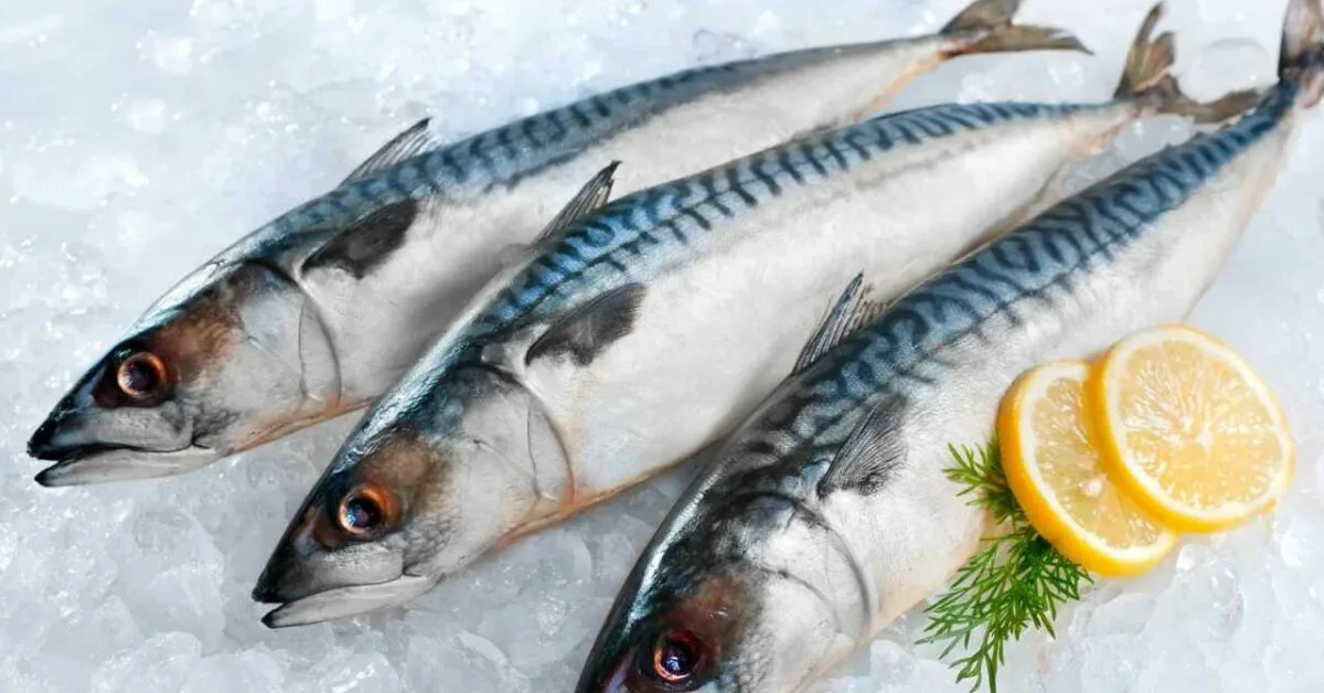 Aikaisemmin sitä pidettiin halveksivasti ”köyhien kalana”, eikä yläluokka syönyt sitä. Todellisuudessa se on kuitenkin paras ravinnonlähde.