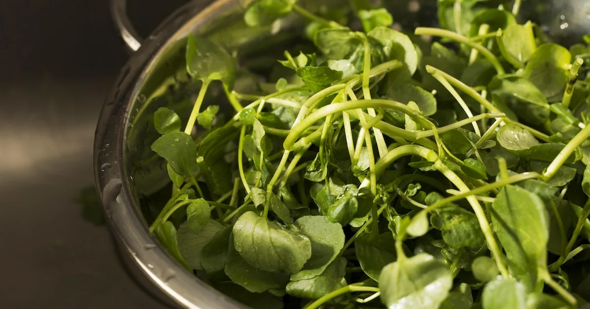 Ei mangold, ei parsakaali, ei pinaatti: tunnustettu maailman arvokkaimmaksi vihanneksiksi