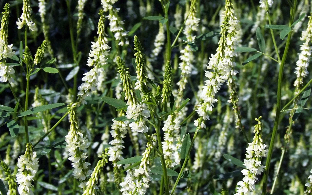 Tuoksuva, värikäs, elegantti... tämä unohdettu pensas on todellinen aarre talvipuutarhoille.