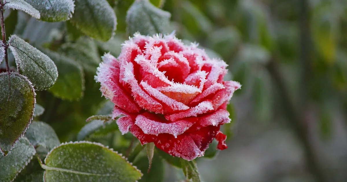 Nämä 5 talvipensasta luovat viehättävän puutarhan... jopa -10 °C:n lämpötilassa