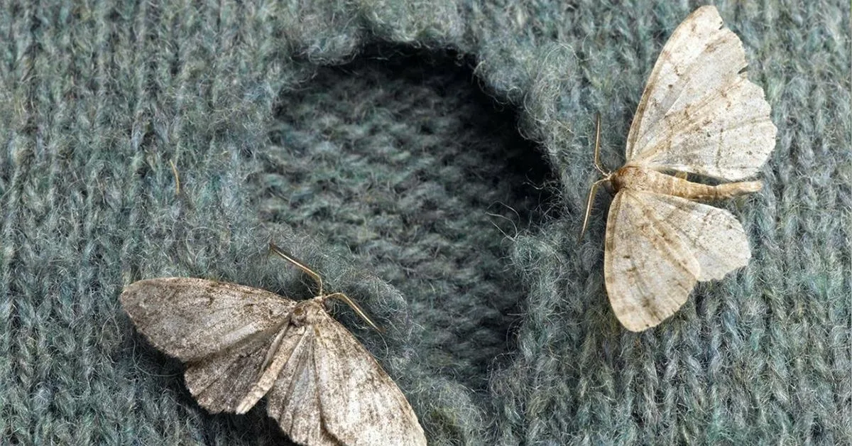 Näin pääset eroon koista ja muurahaisista. Tämä toimii paremmin kuin apteekista ostetut kemikaalit.