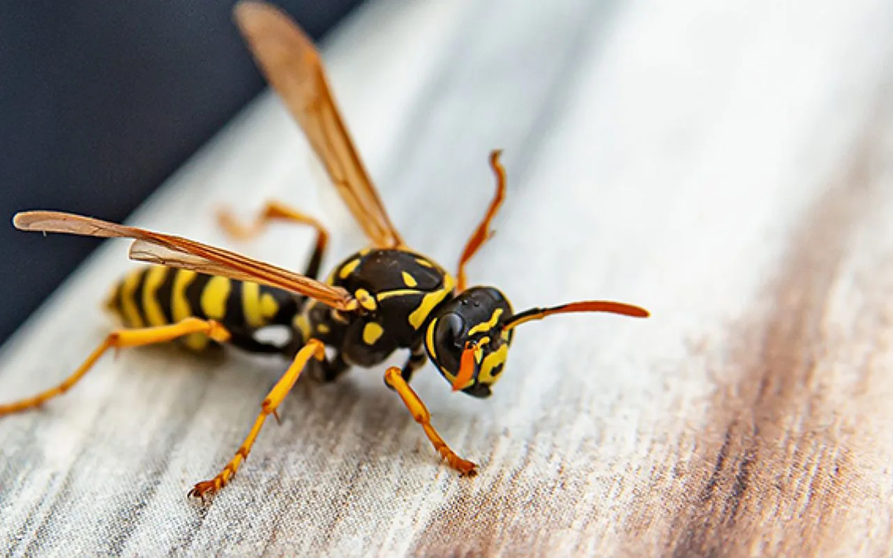 Tutkijat eivät voi uskoa: 8-vuotiaan pojan löytö muutti tieteen ikuisesti