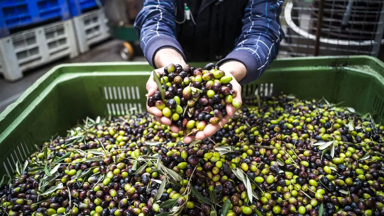 Tämä maa on muuttamassa maailmanlaajuista oliivintuotantoa: siellä on kehitetty lajike, joka ei vaadi kastelua ja tuottaa erittäin runsaan sadon oliiveja ja öljyä.