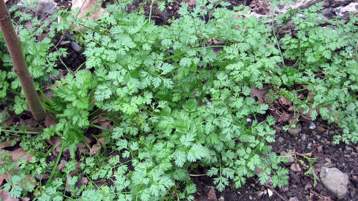 Vanhat asukkaat eivät ole unohtaneet tätä: tämä menneiden vuosien mukula tuotti hämmästyttäviä satoja, kun se istutettiin tällä tavalla.