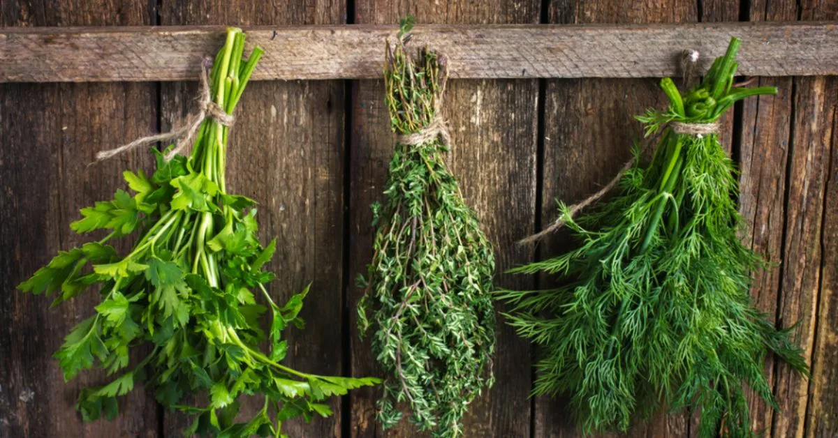 Valmistele yrtit talveksi: tehokkaat kuivausmenetelmät maun ja aromin säilyttämiseksi
