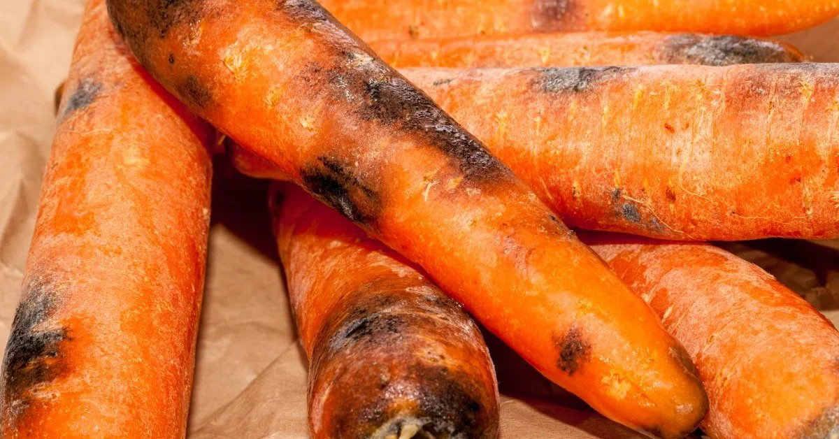 Porkkanat kuivuvat ja mustuvat. Tämä on yleisin virhe.