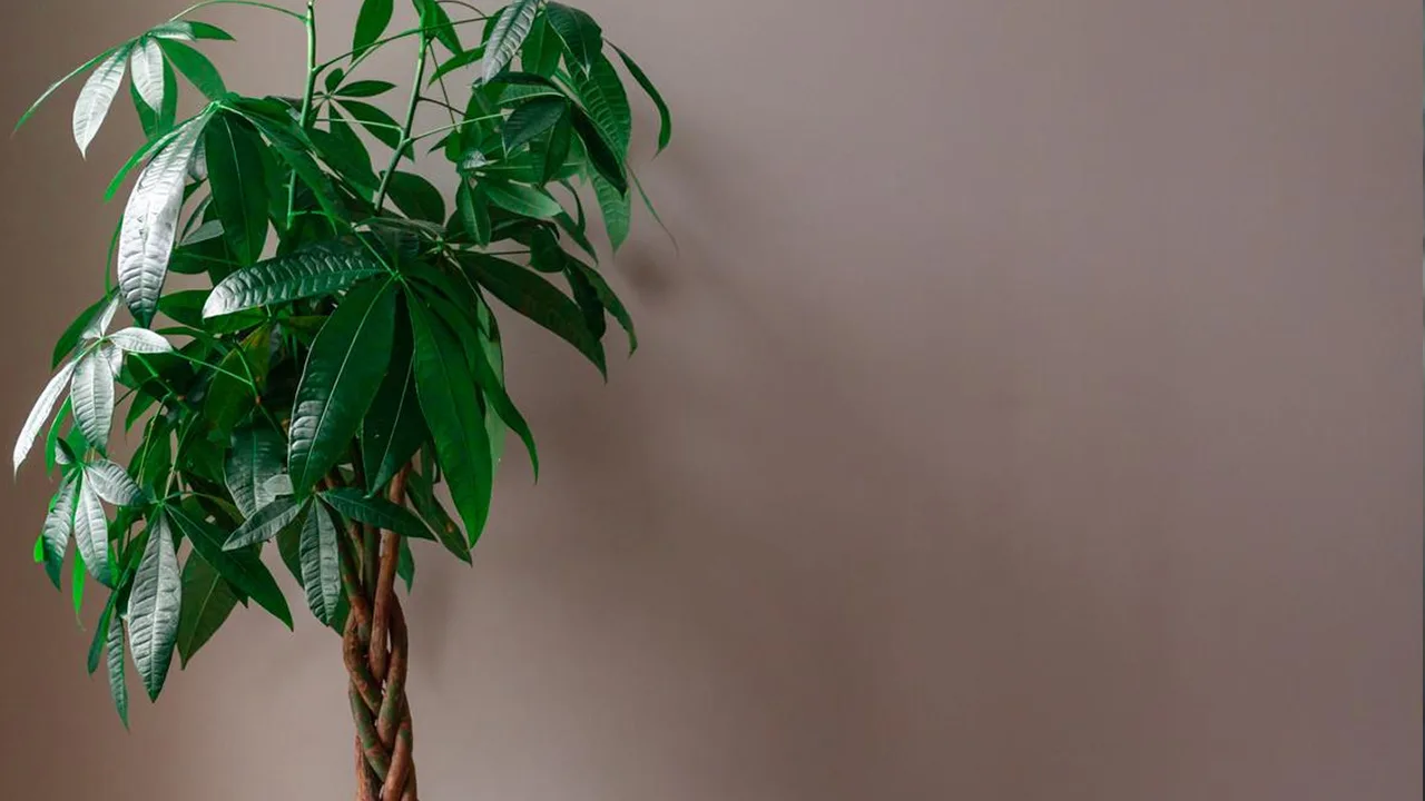 Muinaiset kutsuivat sitä ”kullan vartijaksi”: kasvi, joka teki jokaisesta, joka sitä omisti, rikkaan.