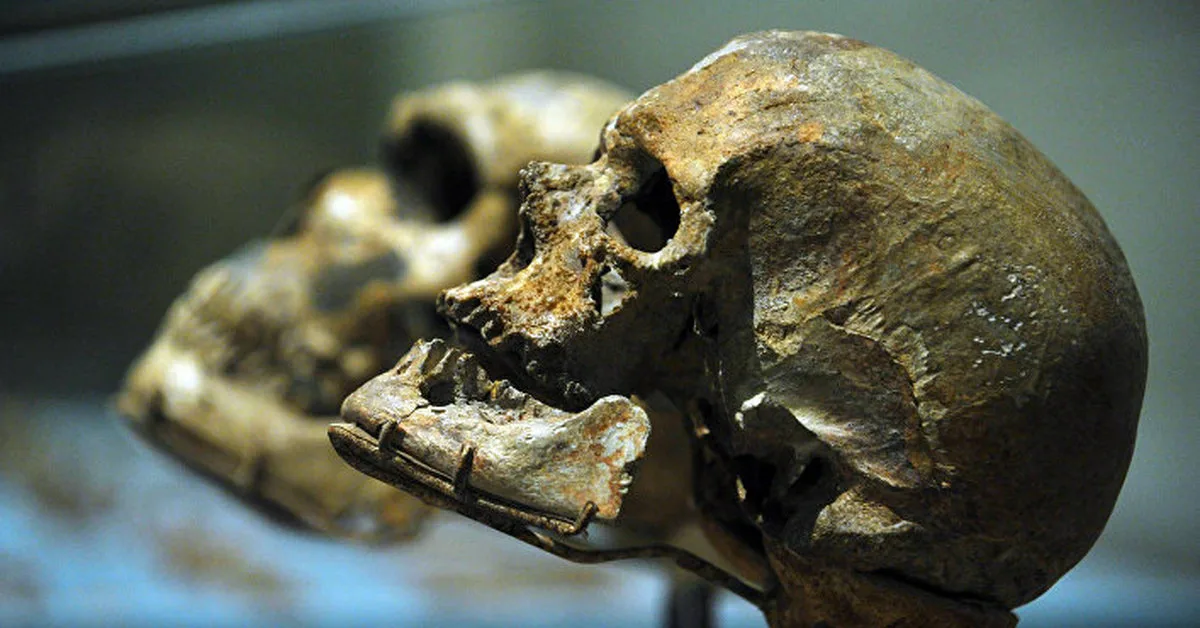 Tutkijat väittävät, että miljoona vuotta vanha kallo kirjoittaa uudelleen ihmisen evoluution historian