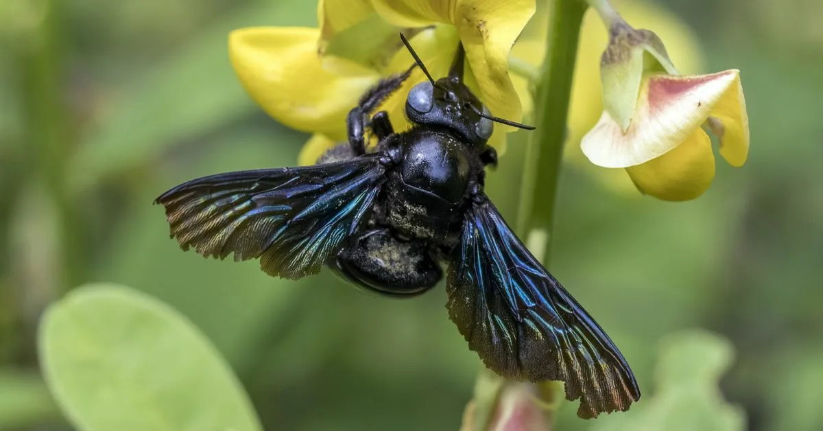 ”Lucifer” on sarvipäinen (mutta vaaraton) mehiläinen, joka löydettiin sattumalta Australiasta.