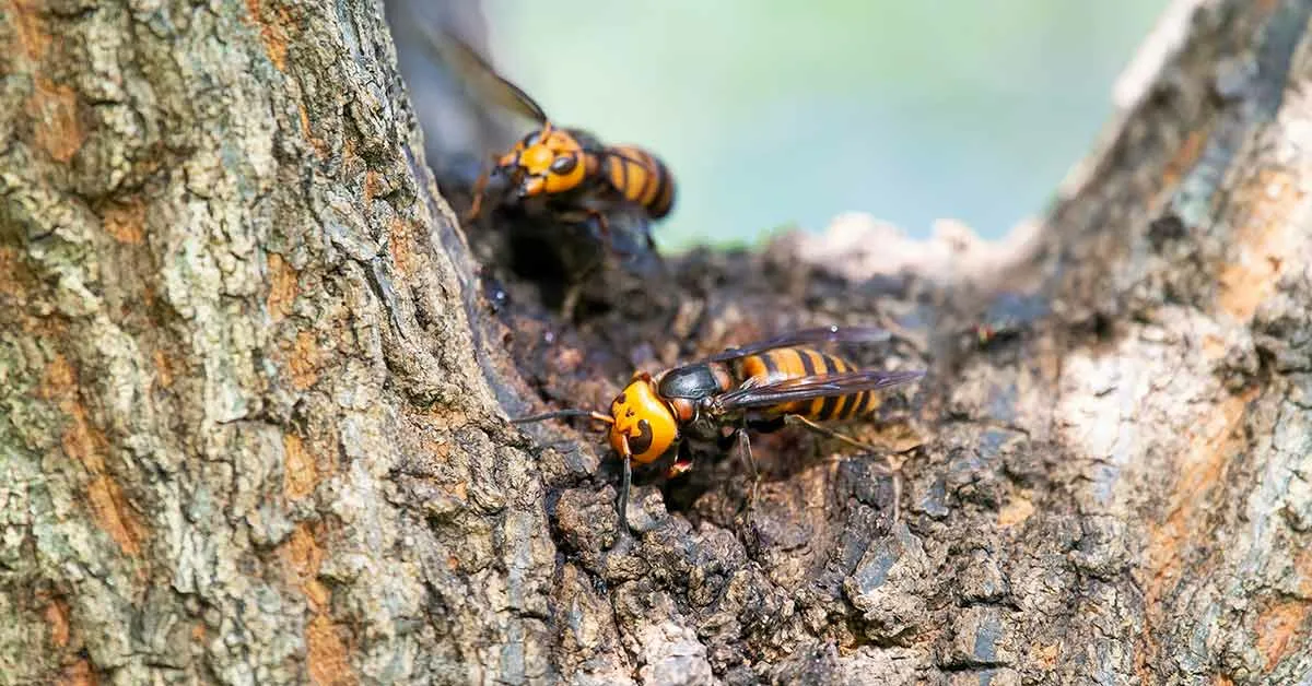 ”Jos jätät tämän pesän rauhaan, ensi vuonna niitä on jo 10!”: Aasian herhiläisten tuhoaminen jatkuu tänä syksynä.
