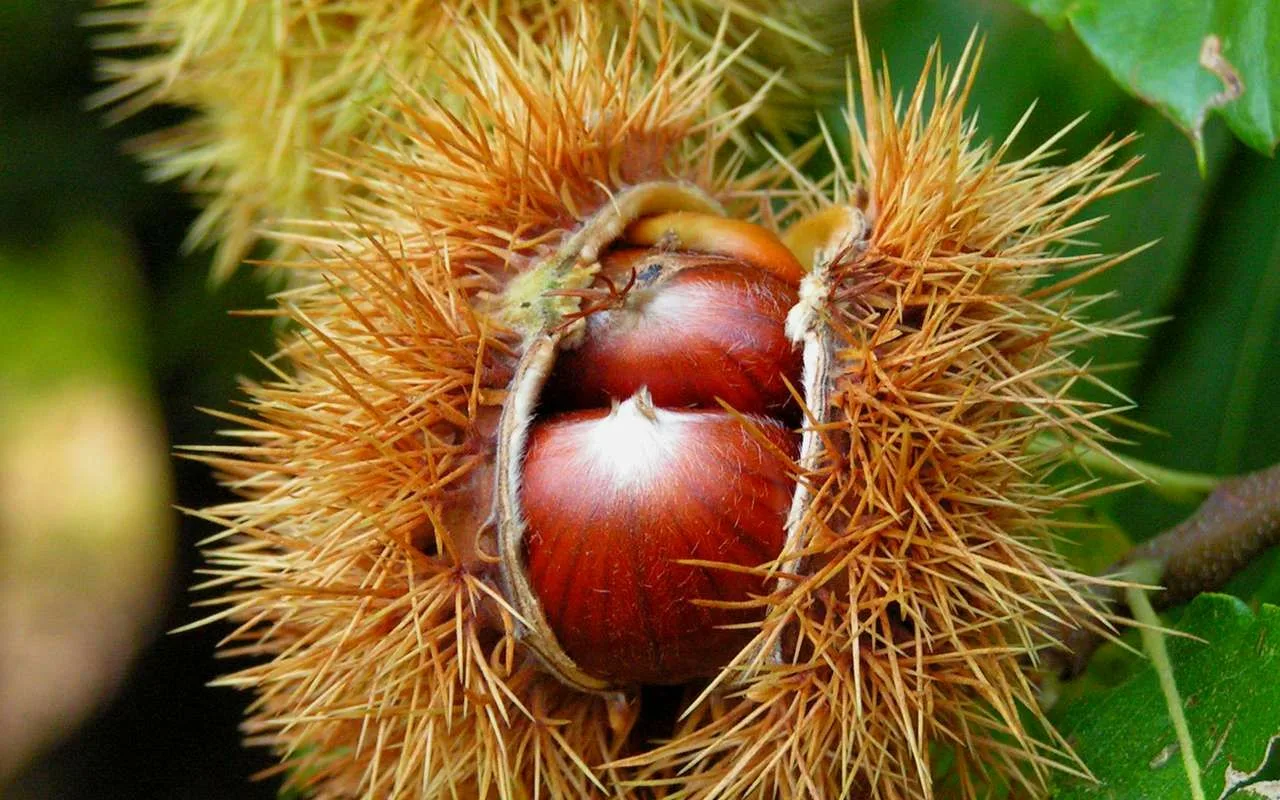 Tämä pieni hedelmä, joka on pudonnut puiden alle, karkottaa koko talven ajan koit vaatekaapeista.